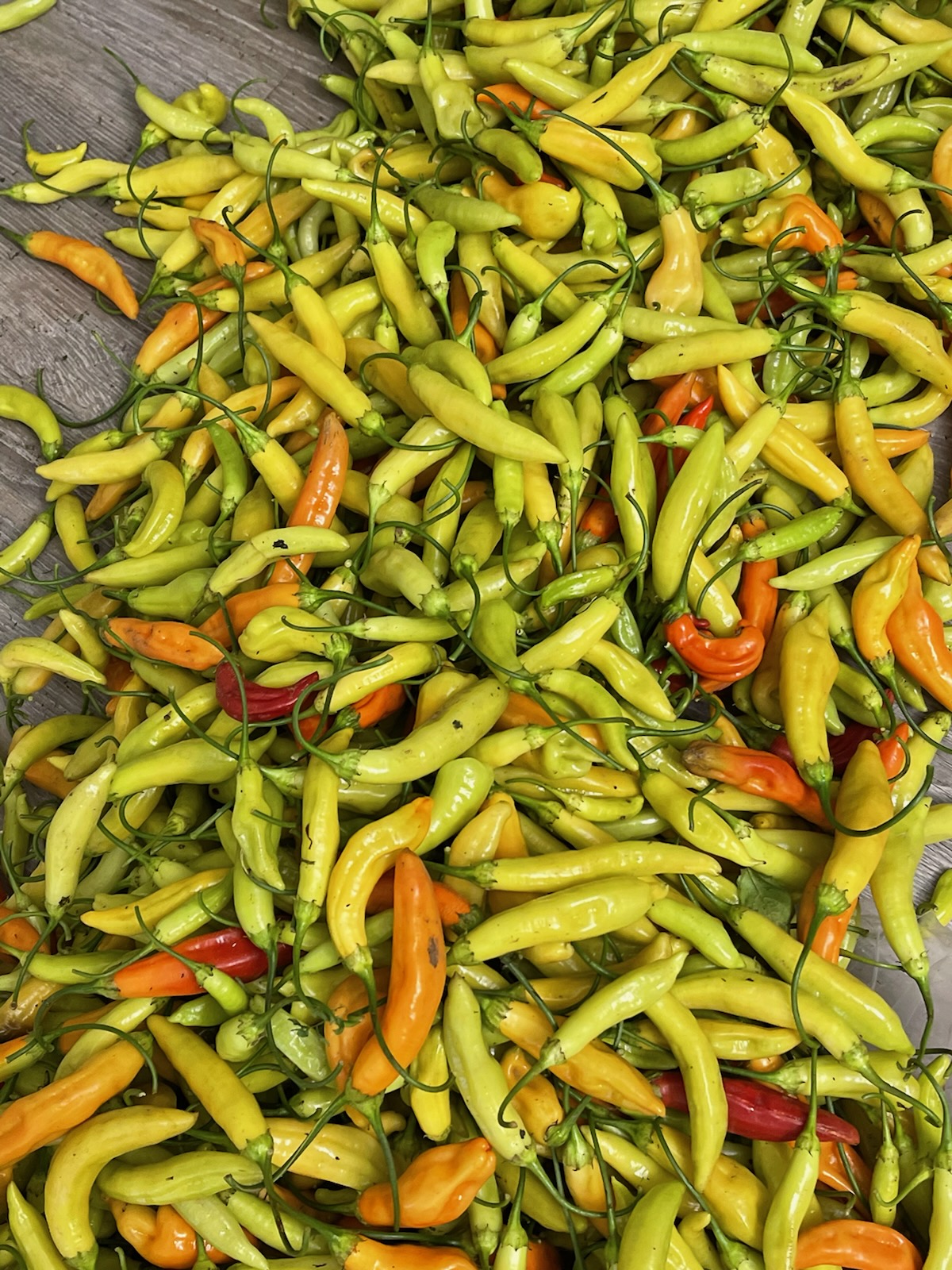 chili peppers (1)