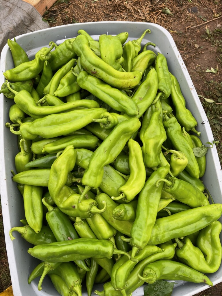 peppers