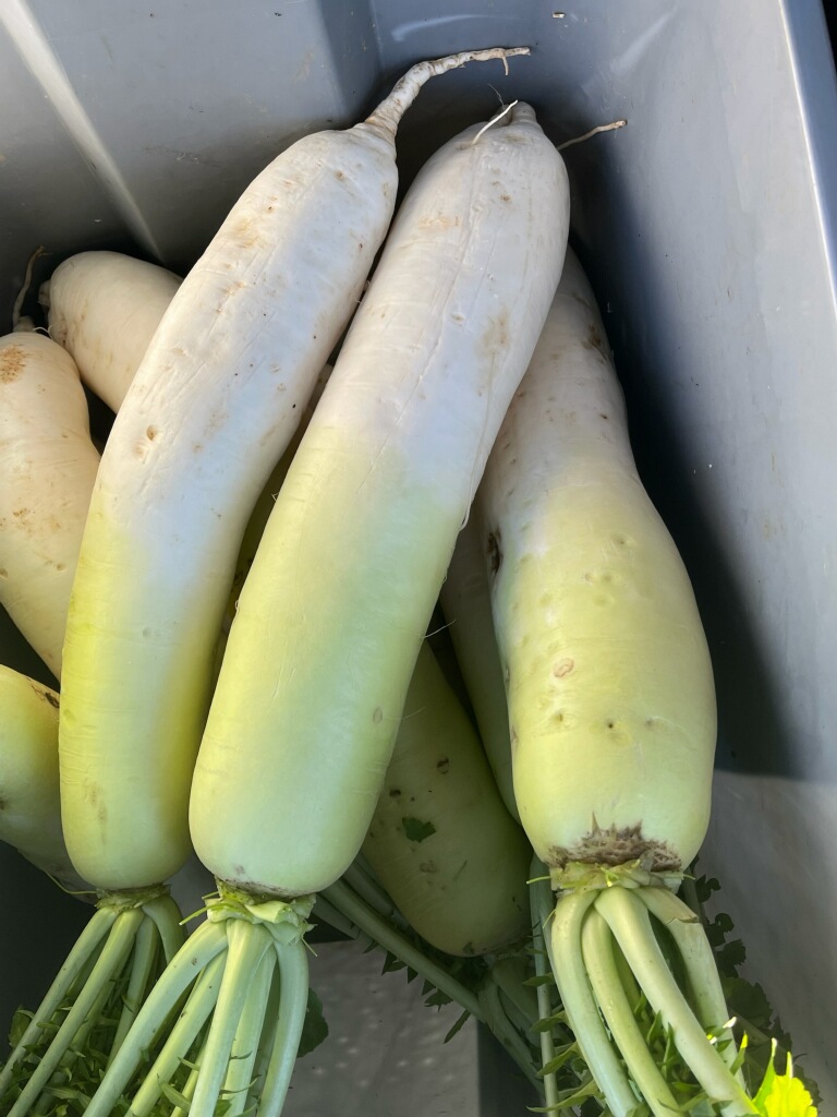 radish