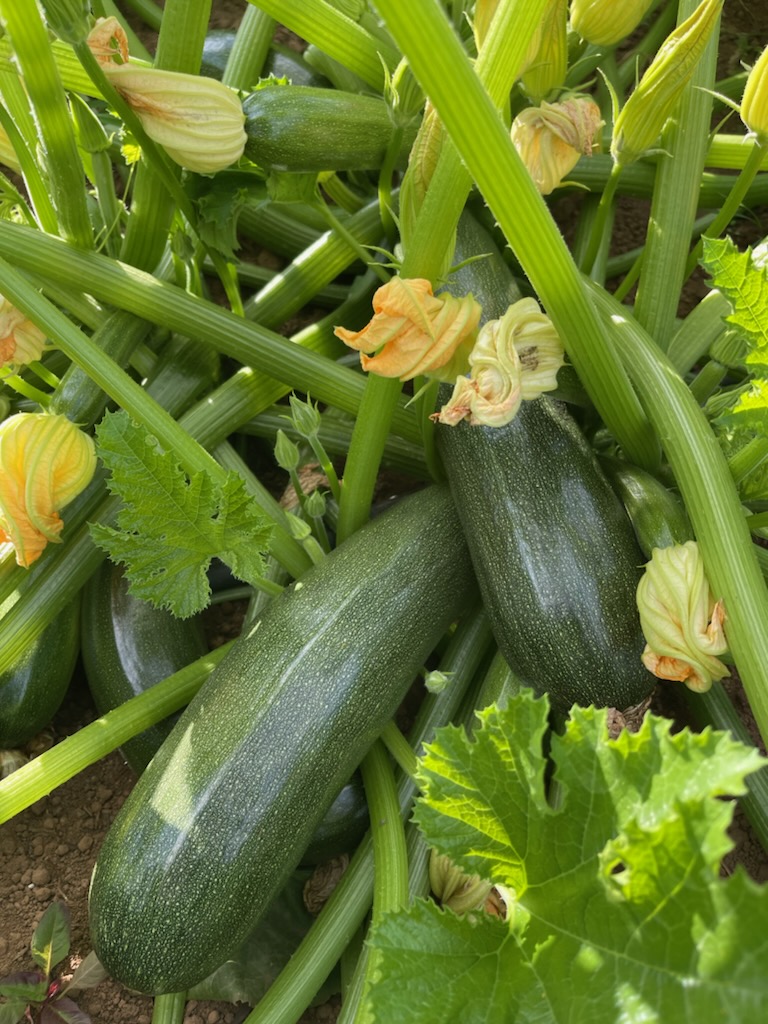 squash